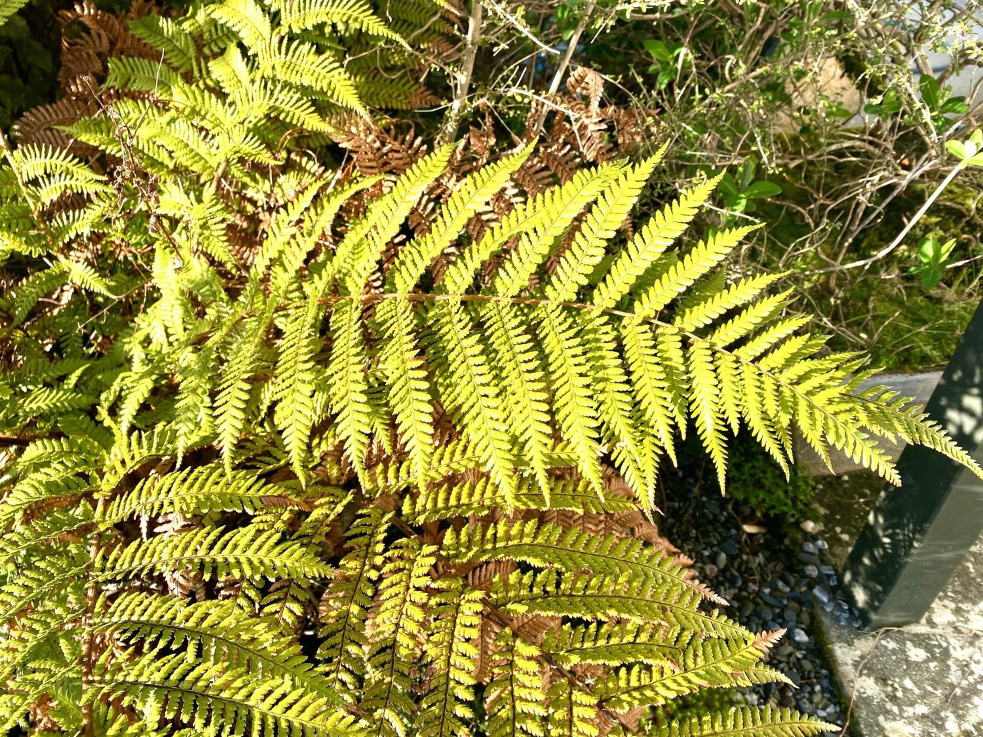 Heritage Park Lodge Haast Eksteriør billede